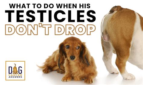 testes drop|when a testicle doesn't drop.